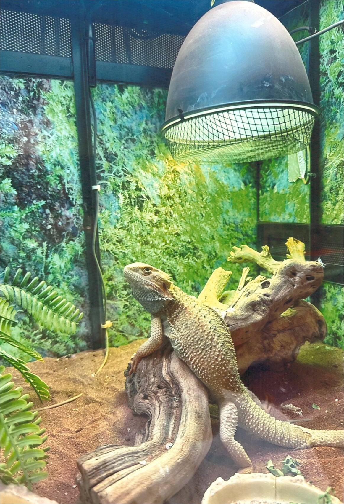 A bearded dragon basking on a branch under its heat lamp